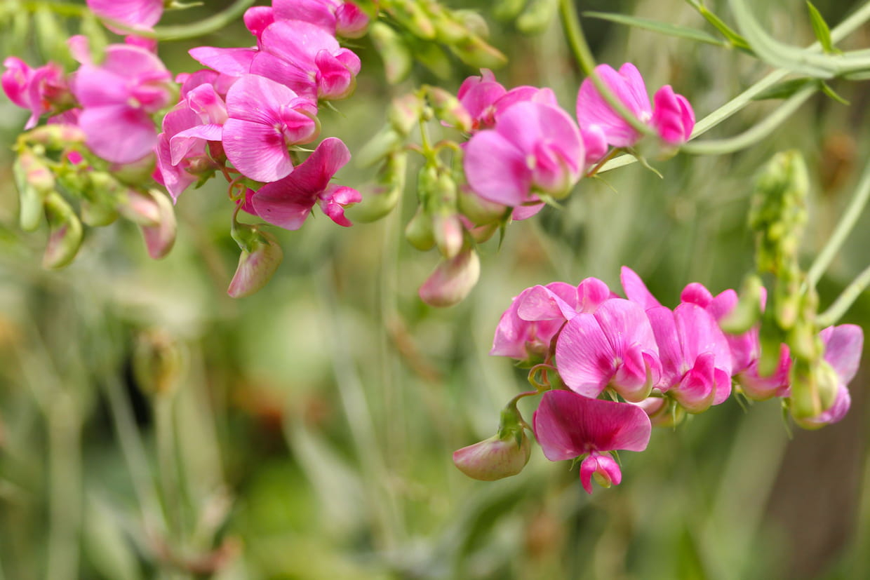 Pictures of sweet peas