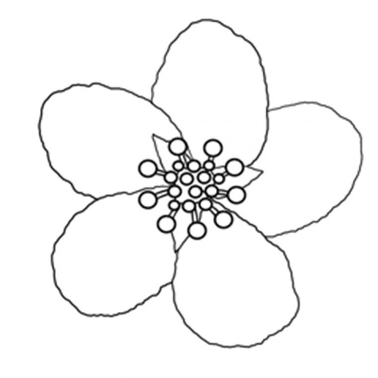 cherry blossoms coloring pages