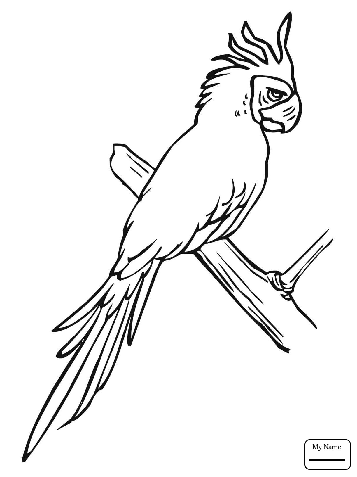 Раскраска попугай корелла