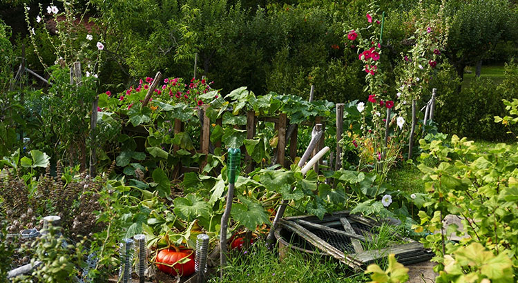 quoi faire dans le jardin en fevrier