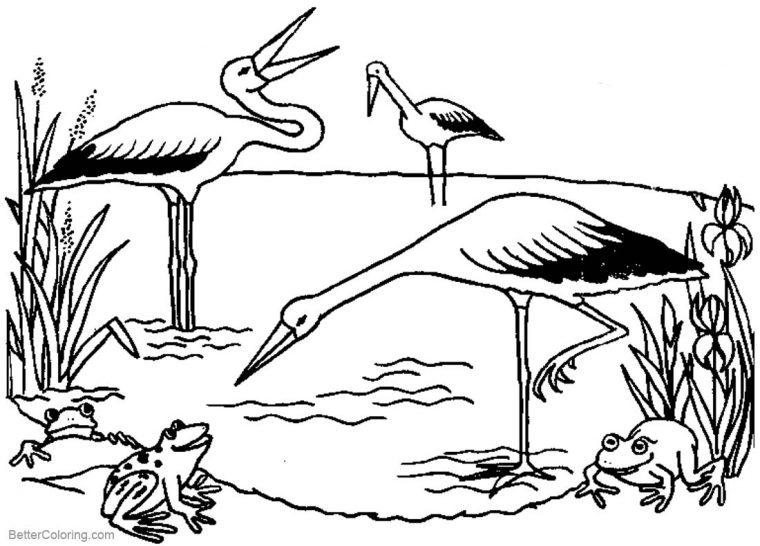 pond coloring pages