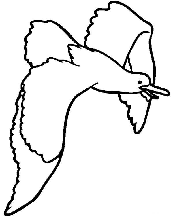 seagull coloring page