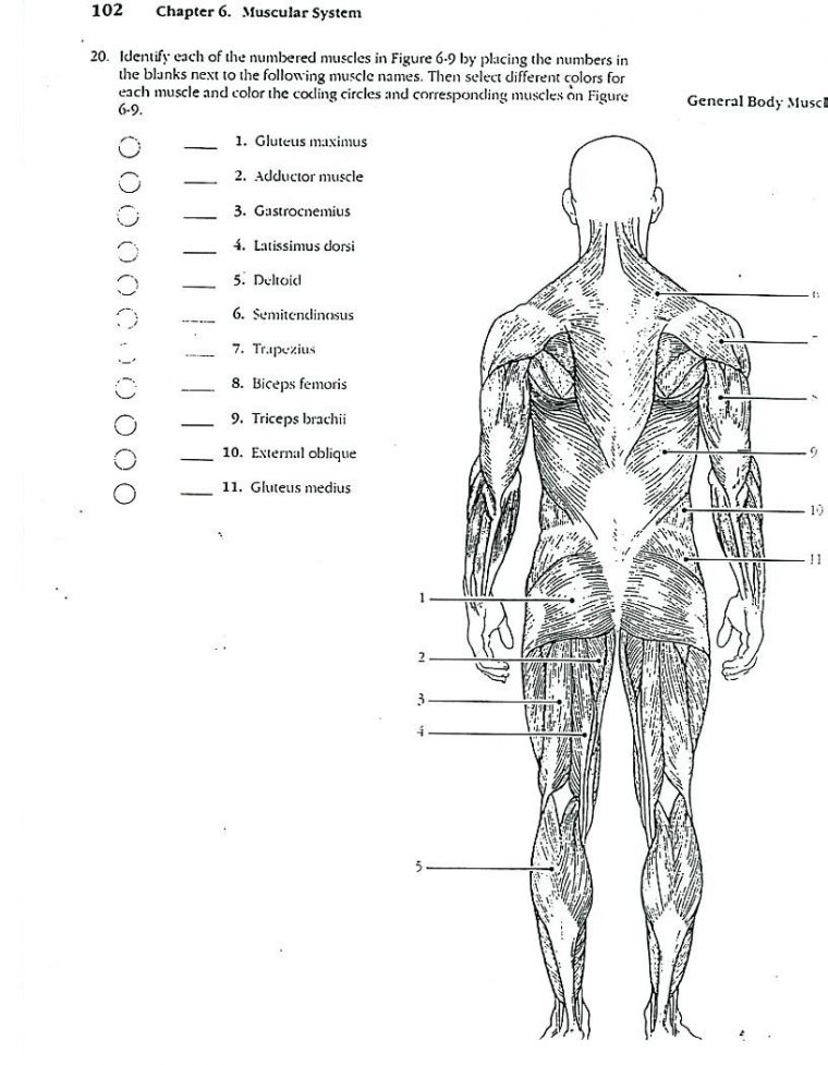 printable muscle coloring pages