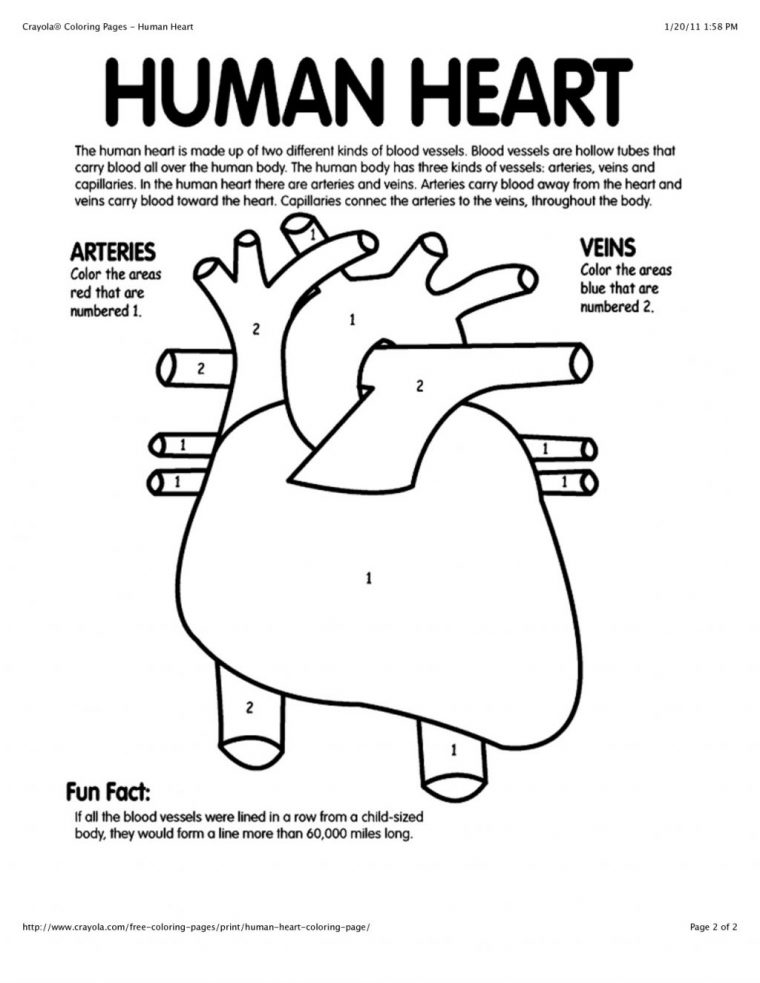 free anatomy coloring pages