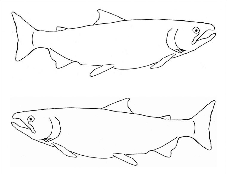 salmon coloring pages