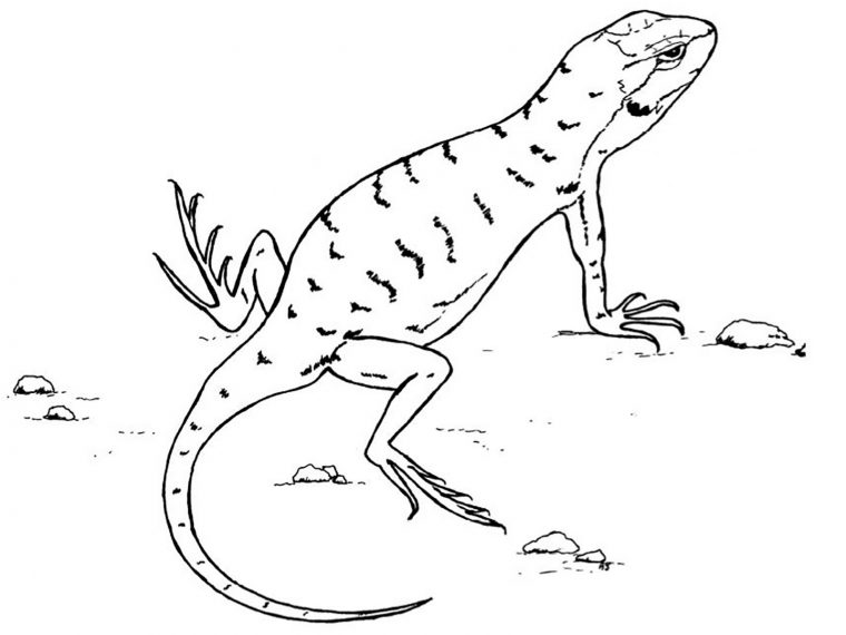 lizards coloring pages