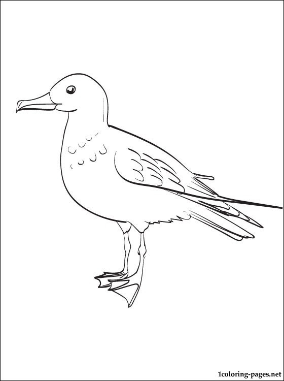 sea gull coloring page