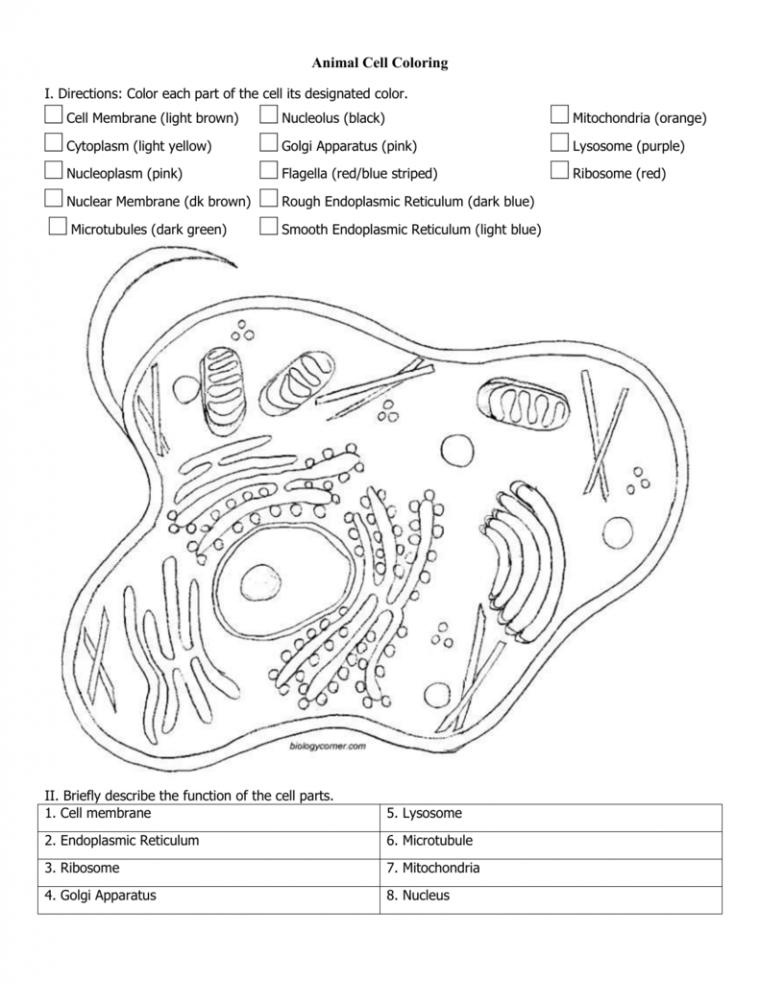 plant and animal cell coloring page