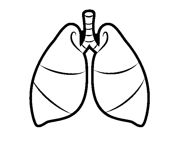 lungs coloring page