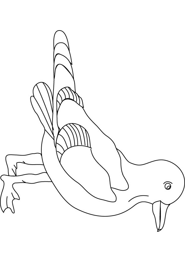 seagull coloring pages