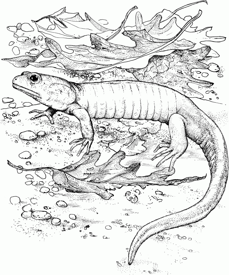 coloring page lizard