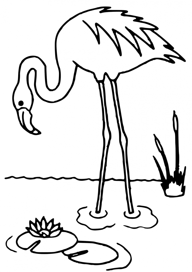 flamingo coloring pages printable