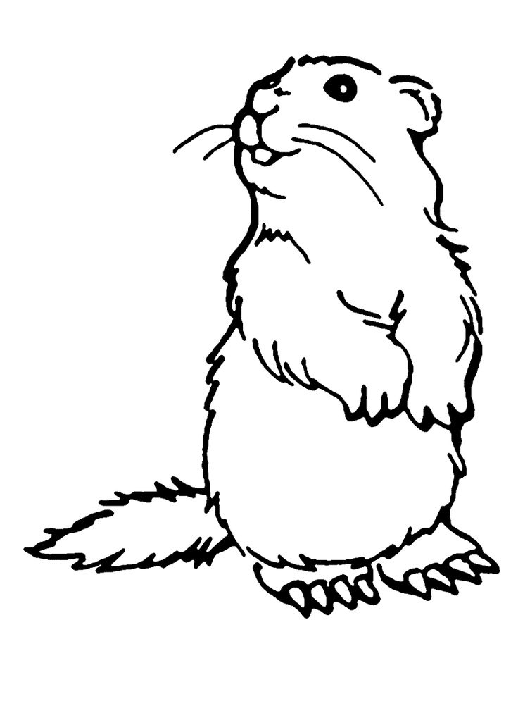 groundhog printable coloring pages