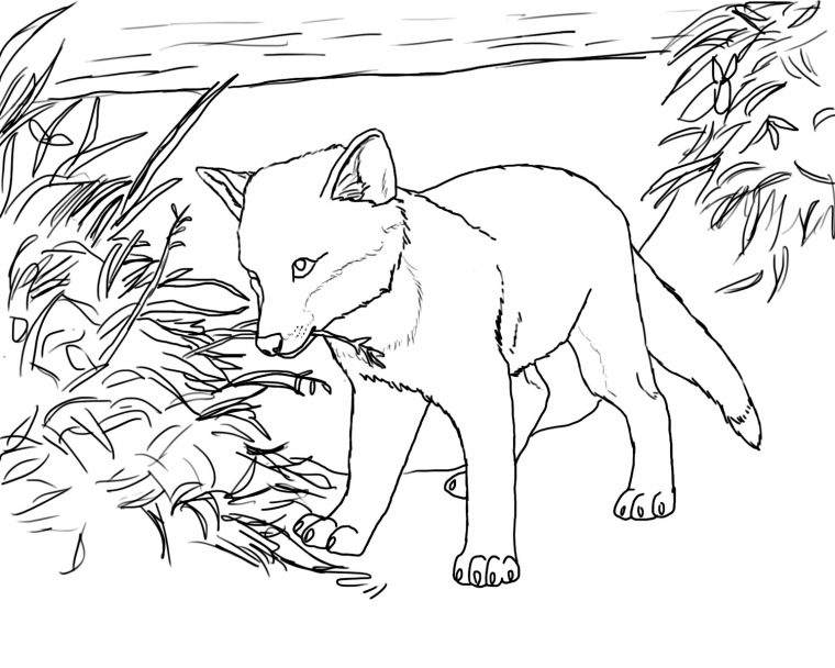 red fox coloring page