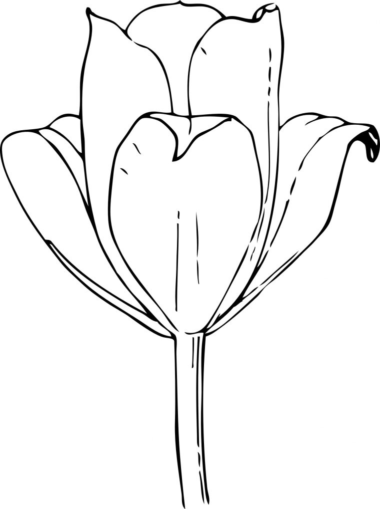 tulips coloring page