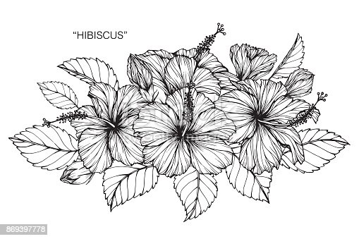 hibiscus flower coloring page