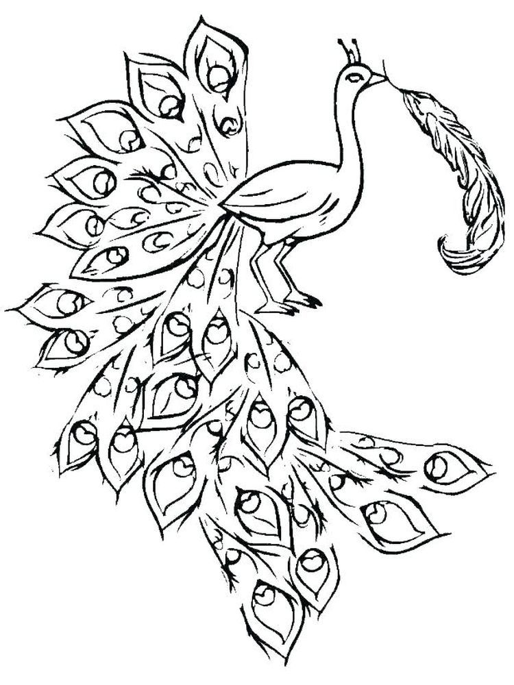 peacock coloring pages for adults