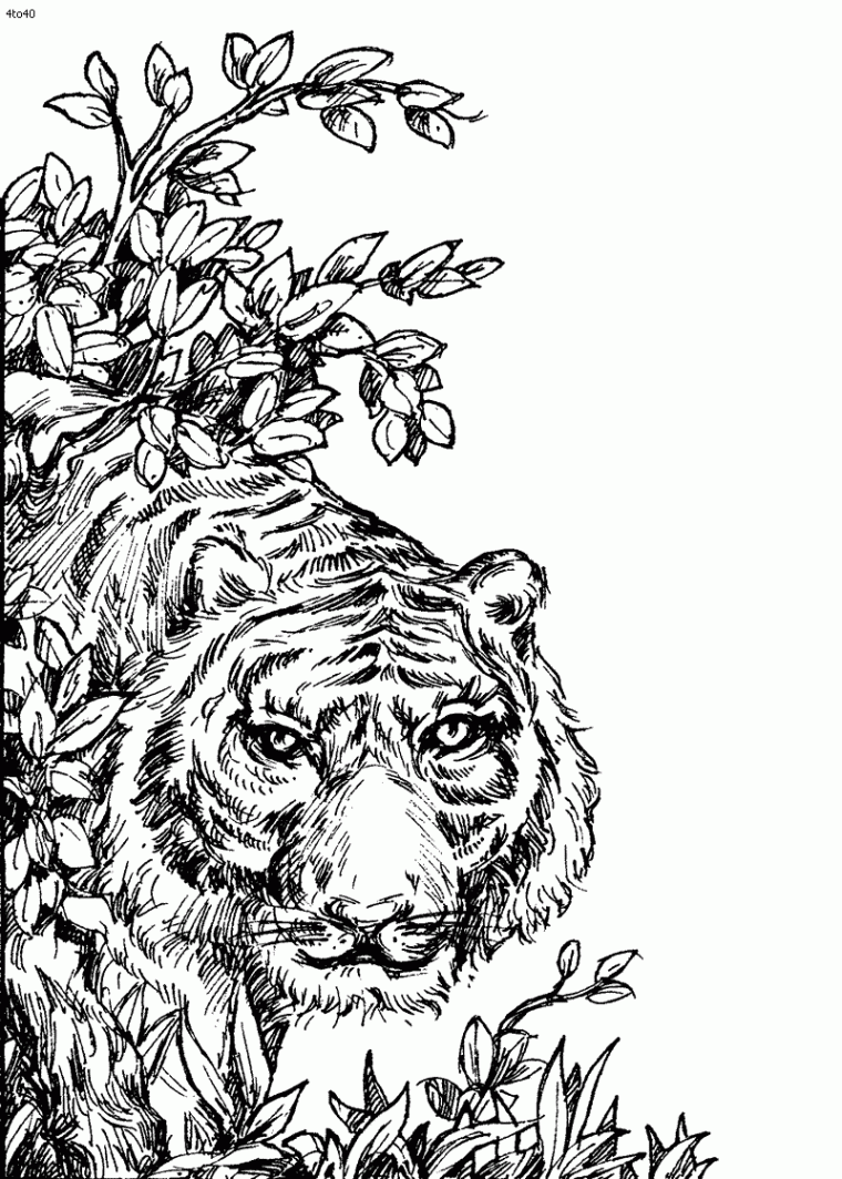 tiger coloring pages for adults