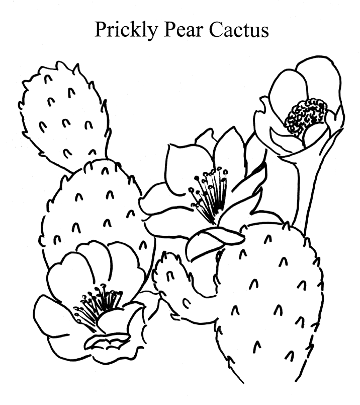 simple cactus coloring page