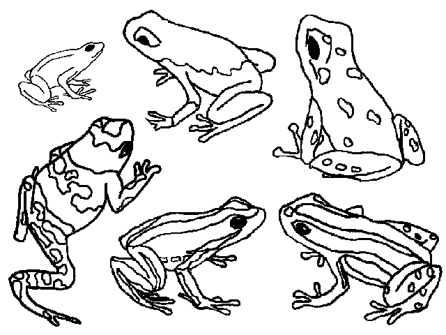 poison dart frog coloring page