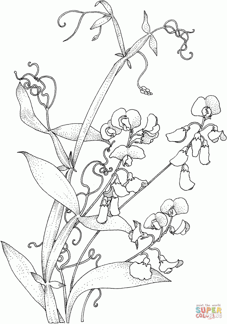 vine coloring pages