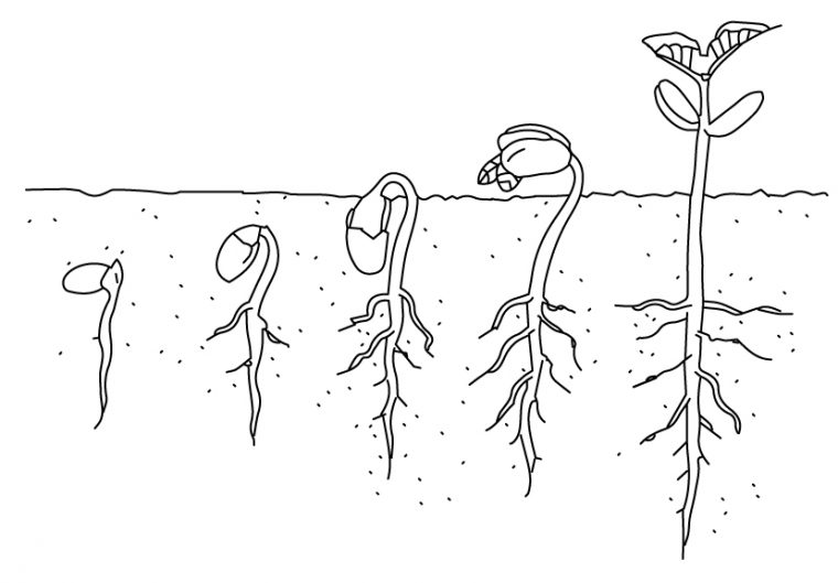 seedling coloring page