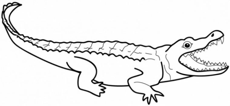 aligator coloring pages