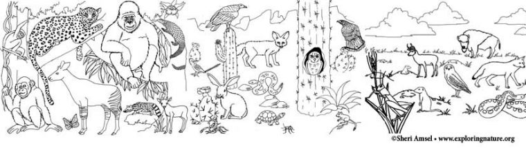 habitat coloring pages