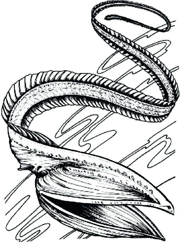 electric eel coloring page