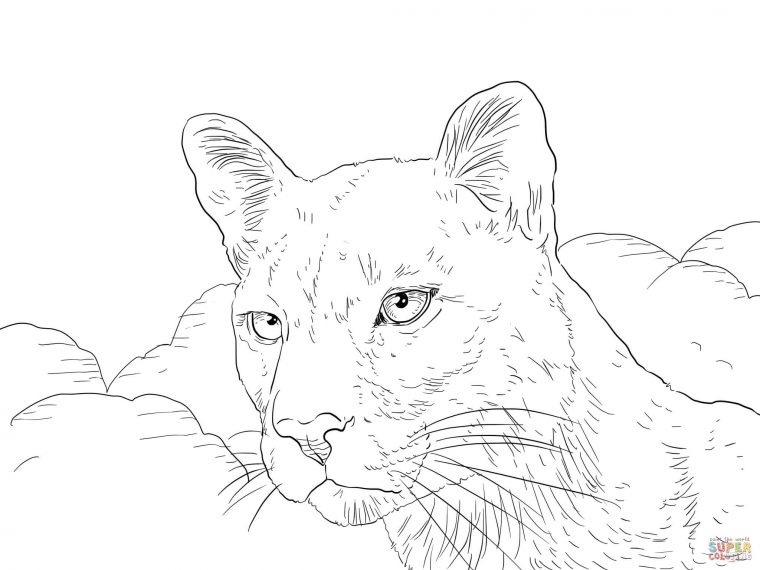 puma coloring pages