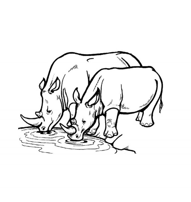 coloring pages rhino