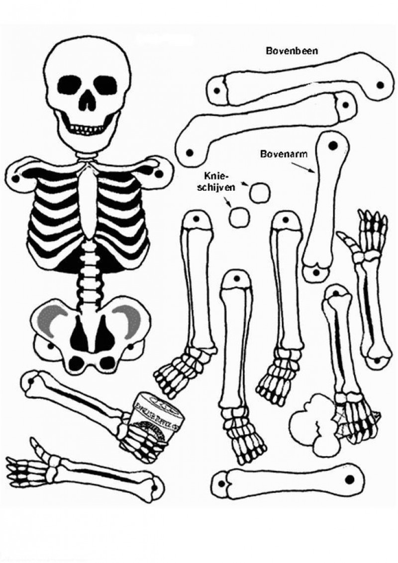 Скелет по частям
