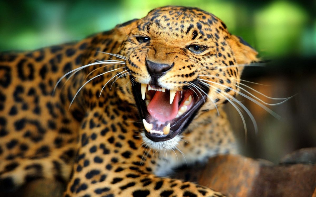 Les Animaux Sauvages De L'afrique Du Sud - Nitschke Photography à ...