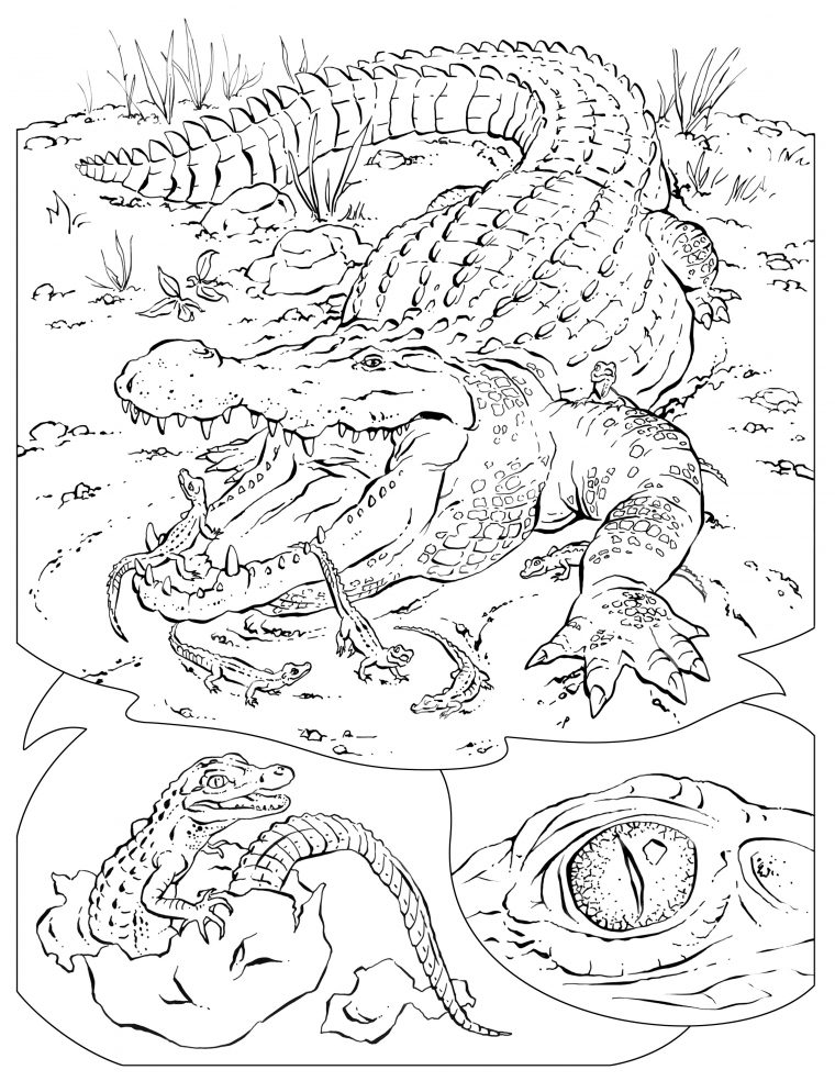 alligator printable coloring pages