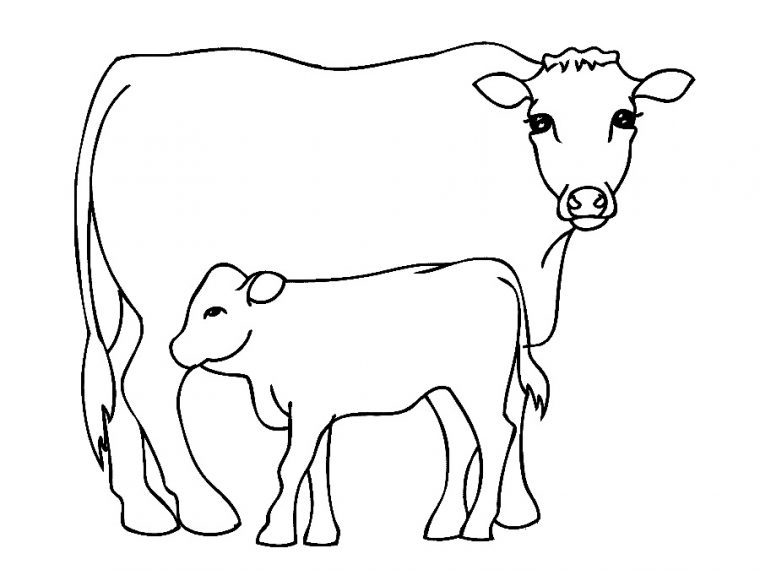 cows coloring pages