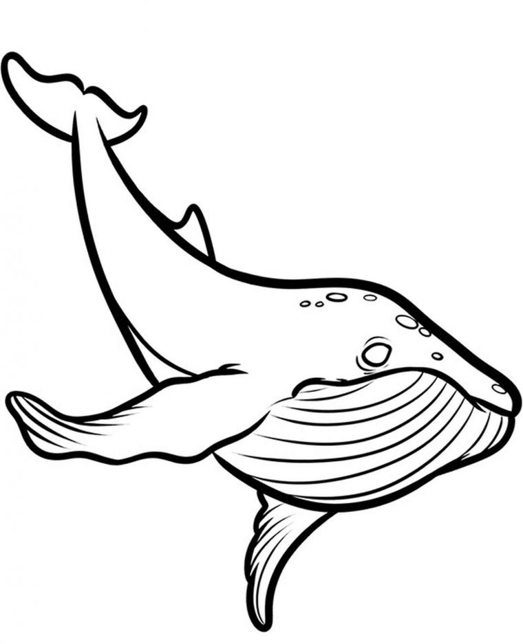 coloring page whale