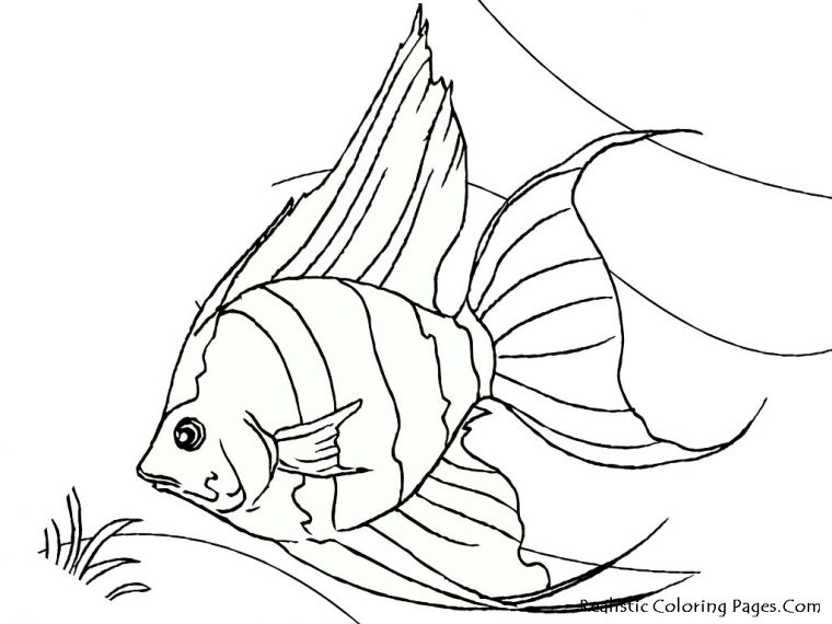 angelfish coloring page