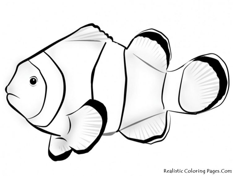 clown fish coloring page