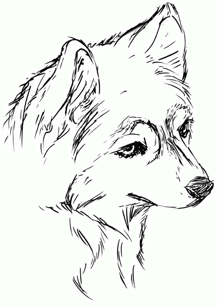 husky dog coloring page