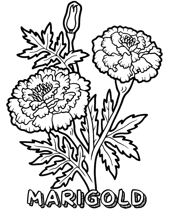 marigold coloring page