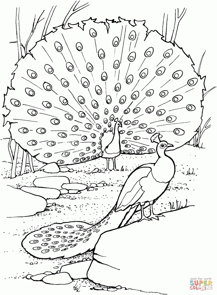 peacock coloring pages printable