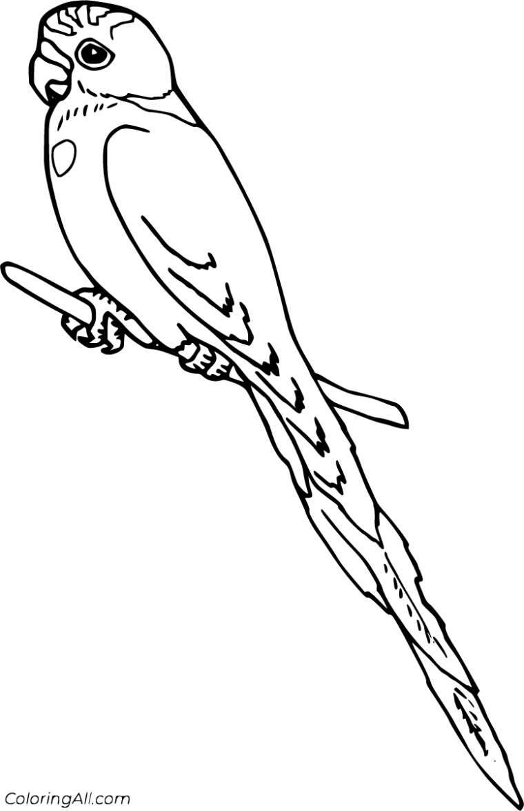 parakeet coloring page