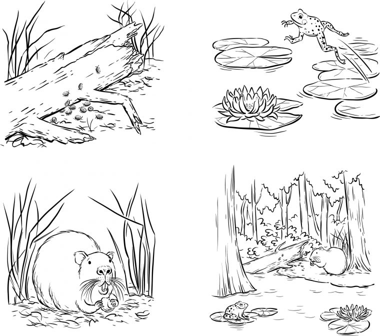 swamp coloring page