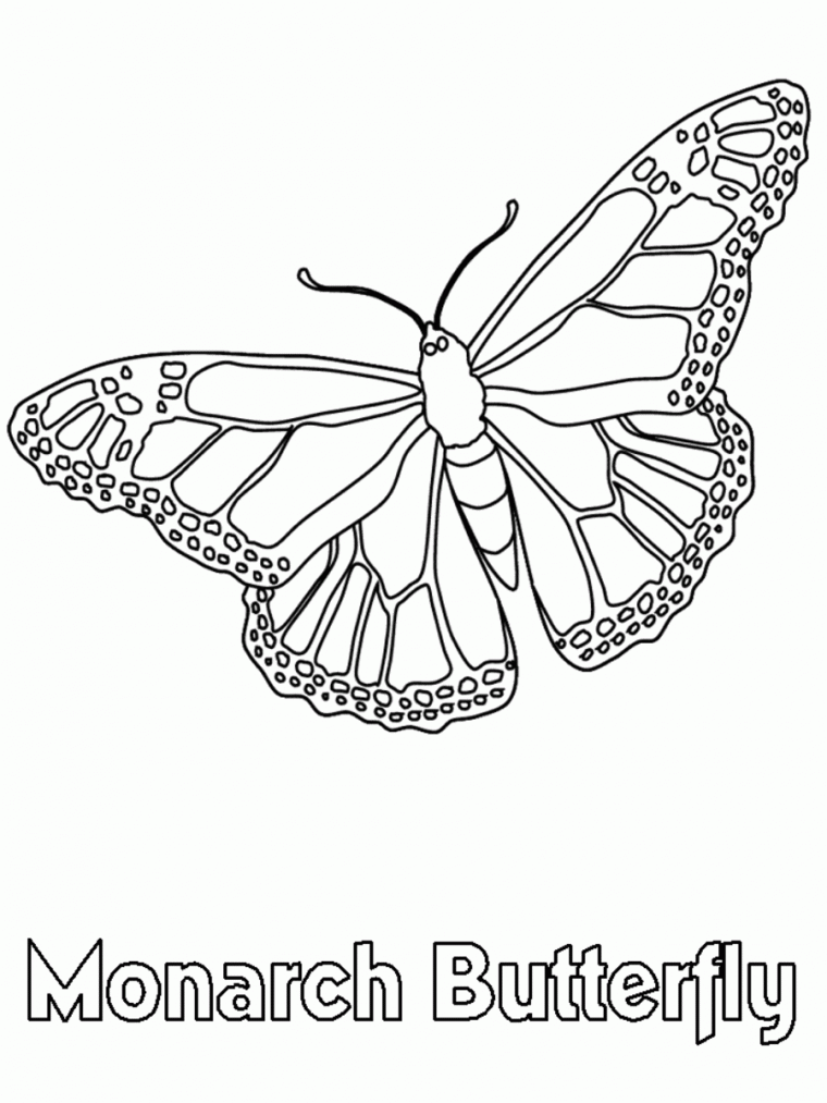 monarch coloring page