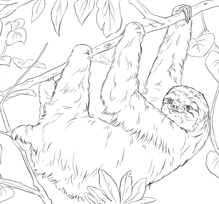 sloth coloring pages printable