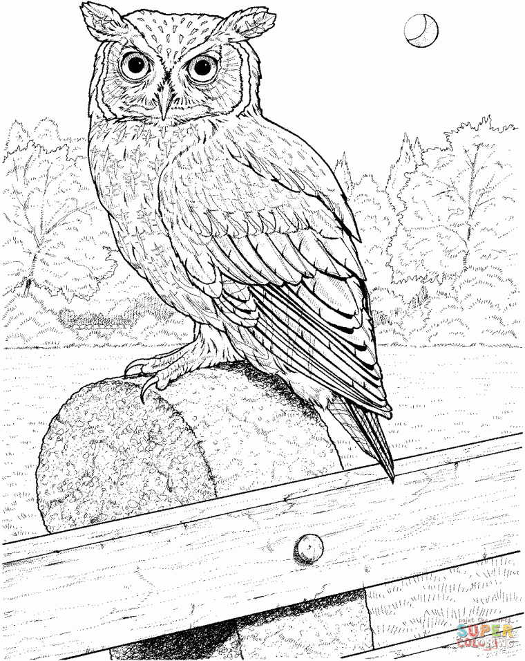 barn owl coloring page