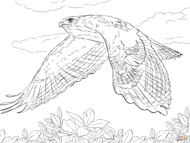 red tailed hawk coloring page