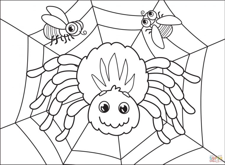 coloring pages spider