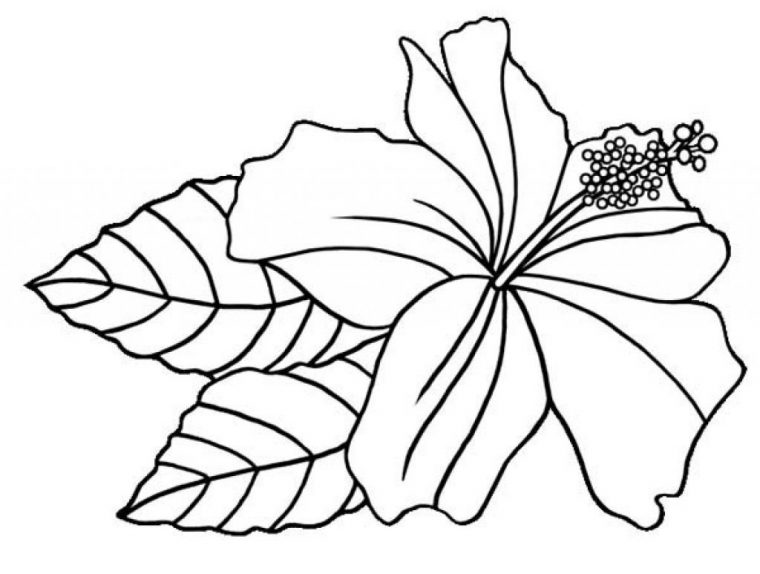 hibiscus coloring pages