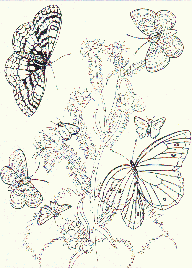 butterfly and flower coloring page